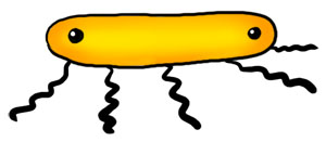 BCereus